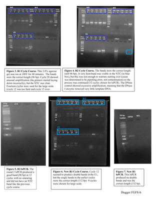 Dugger FGF8-b
Figure 3. R1 Cycle Course. This 3.8% agarose
gel was run at 100V for 40 minutes. The bands
were the correct ...