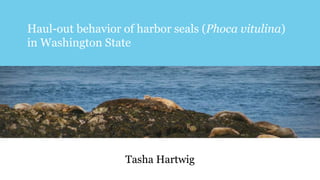 Haul-out behavior of harbor seals (Phoca vitulina)
in Washington State
Tasha Hartwig
 