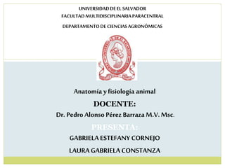 UNIVERSIDADDEEL SALVADOR
FACULTADMULTIDISCIPLINARIAPARACENTRAL
DEPARTAMENTODE CIENCIASAGRONÓMICAS
Anatomía y fisiología animal
DOCENTE:
Dr. Pedro Alonso Pérez Barraza M.V. Msc.
PRESENTA:
GABRIELAESTEFANY CORNEJO
LAURAGABRIELACONSTANZA
 