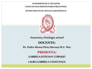 UNIVERSIDADDEEL SALVADOR
FACULTADMULTIDISCIPLINARIAPARACENTRAL
DEPARTAMENTODE CIENCIASAGRONÓMICAS
Anatomía y fisiología animal
DOCENTE:
Dr. Pedro Alonso Pérez Barraza M.V. Msc.
PRESENTA:
GABRIELAESTEFANY CORNEJO
LAURAGABRIELACONSTANZA
 
