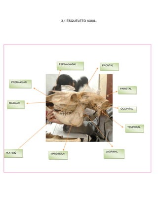 3.1 ESQUELETO AXIAL.
OCCIPITAL
PARIETAL
FRONTAL
TEMPORAL
ESPINA NASAL
MAXILAR
PREMAXILAR
PLATINo MANDIBULA
LAGRIMAL
 