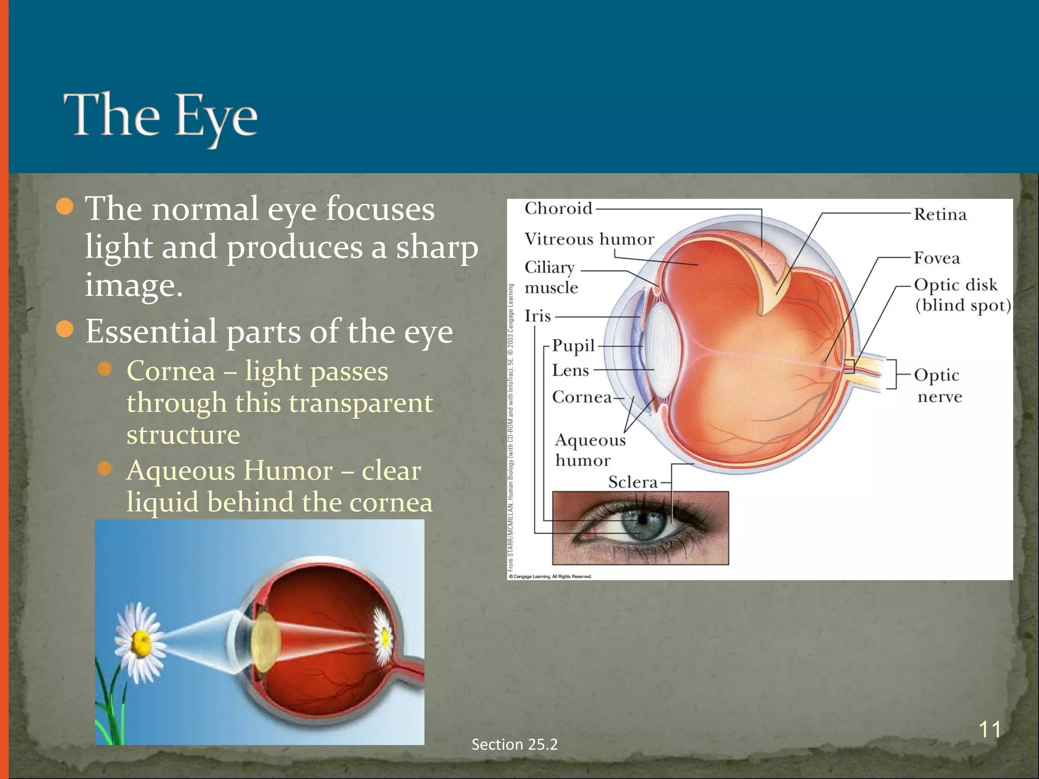 The normal eye focuses
light and produces a sharp
image.
Essential parts of the eye
 Cornea – light passes
through this transparent
structure
 Aqueous Humor – clear
liquid behind the cornea
Section 25.2
11
 
