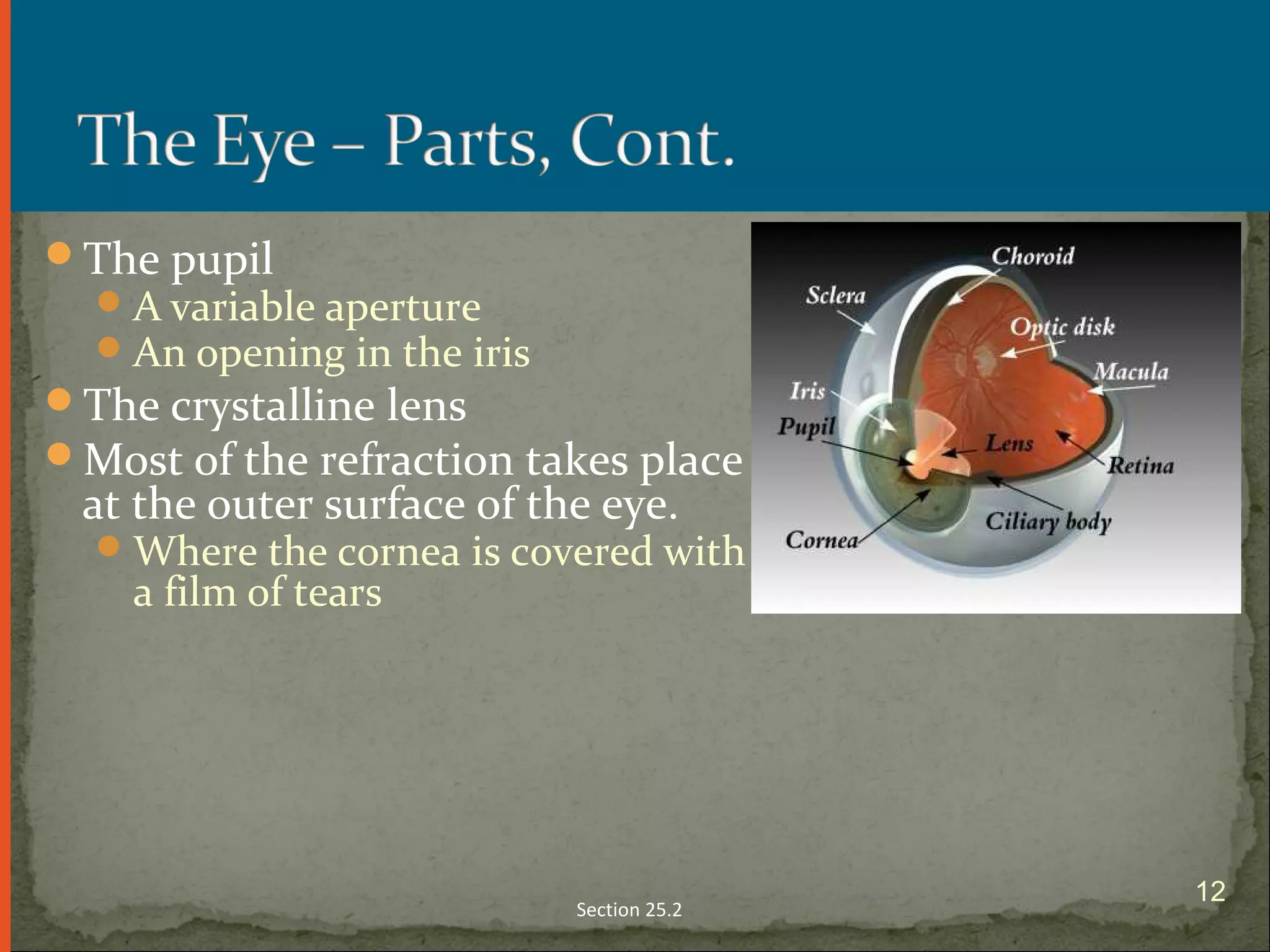The pupil
A variable aperture
An opening in the iris
The crystalline lens
Most of the refraction takes place
at the outer surface of the eye.
Where the cornea is covered with
a film of tears
Section 25.2
12
 