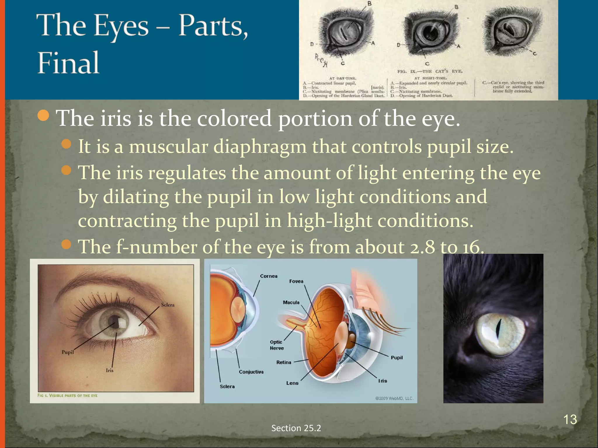 The iris is the colored portion of the eye.
It is a muscular diaphragm that controls pupil size.
The iris regulates the amount of light entering the eye
by dilating the pupil in low light conditions and
contracting the pupil in high-light conditions.
The f-number of the eye is from about 2.8 to 16.
Section 25.2
13
 