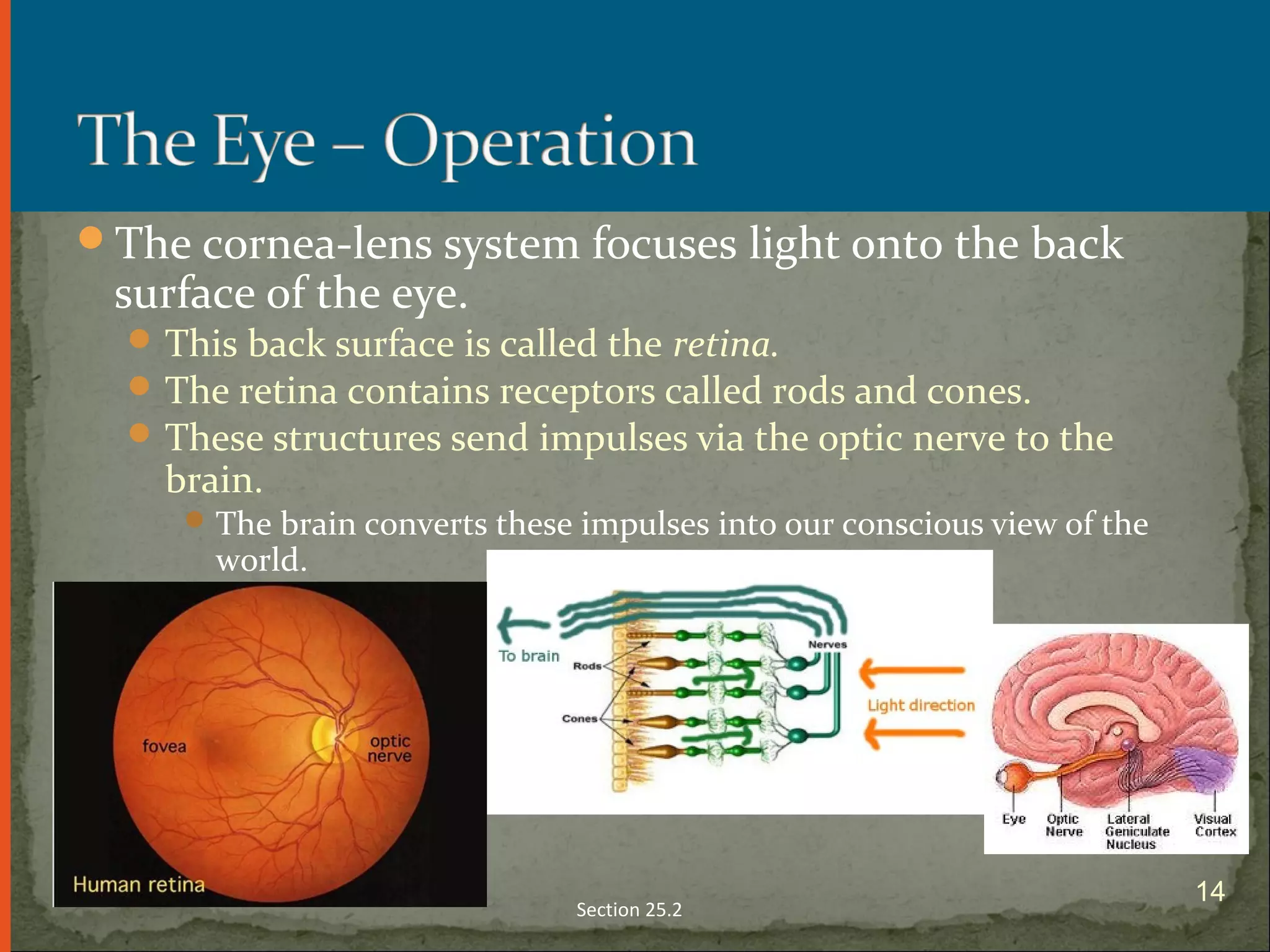 The cornea-lens system focuses light onto the back
surface of the eye.
This back surface is called the retina.
The retina contains receptors called rods and cones.
These structures send impulses via the optic nerve to the
brain.
The brain converts these impulses into our conscious view of the
world.
Section 25.2
14
 