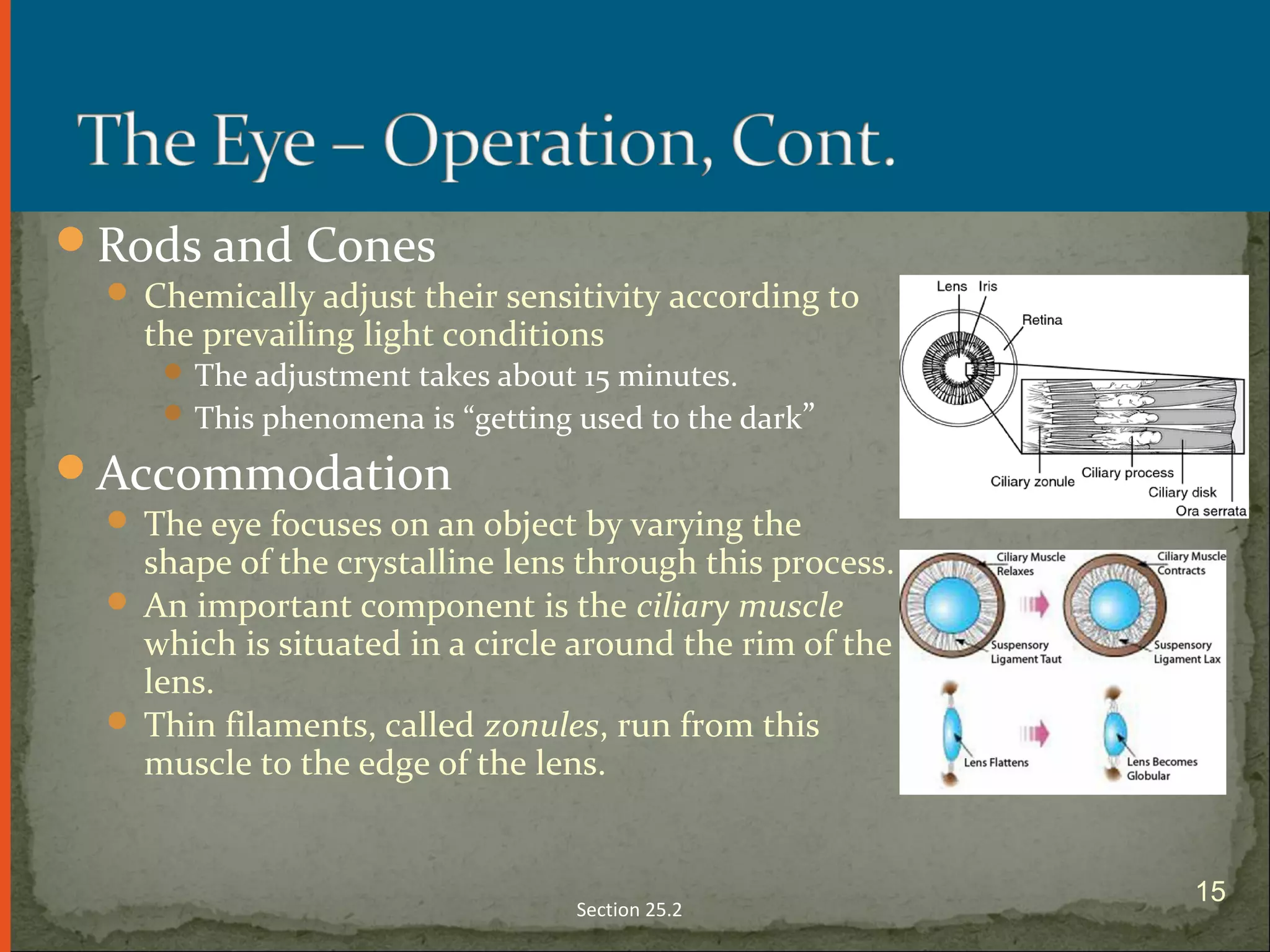 Rods and Cones
 Chemically adjust their sensitivity according to
the prevailing light conditions
 The adjustment takes about 15 minutes.
 This phenomena is “getting used to the dark”
Accommodation
 The eye focuses on an object by varying the
shape of the crystalline lens through this process.
 An important component is the ciliary muscle
which is situated in a circle around the rim of the
lens.
 Thin filaments, called zonules, run from this
muscle to the edge of the lens.
Section 25.2
15
 