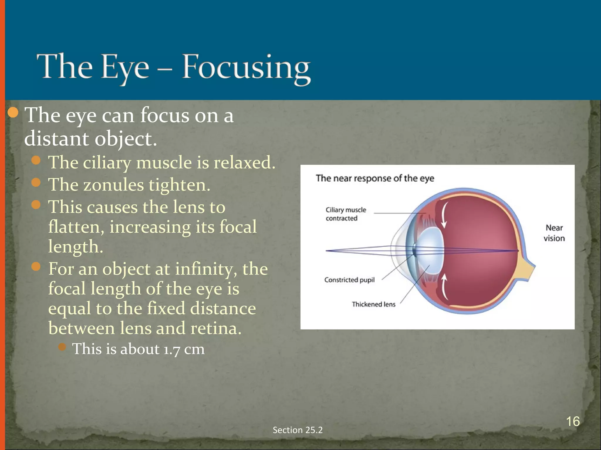 The eye can focus on a
distant object.
The ciliary muscle is relaxed.
The zonules tighten.
This causes the lens to
flatten, increasing its focal
length.
For an object at infinity, the
focal length of the eye is
equal to the fixed distance
between lens and retina.
This is about 1.7 cm
Section 25.2
16
 