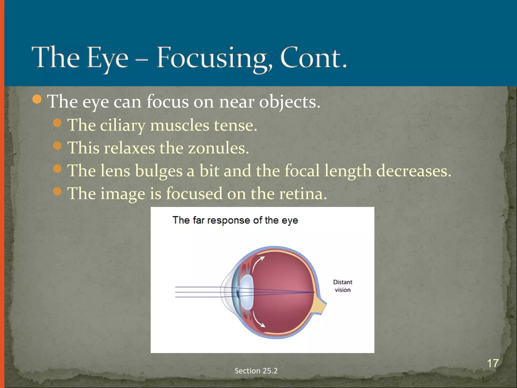 The eye can focus on near objects.
The ciliary muscles tense.
This relaxes the zonules.
The lens bulges a bit and the focal length decreases.
The image is focused on the retina.
Section 25.2
17
 