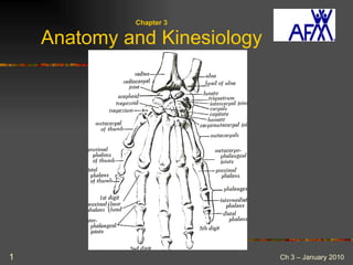 Chapter 3 Anatomy and Kinesiology 