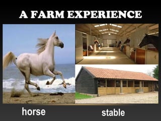 A FARM EXPERIENCE




horse      stable
 
