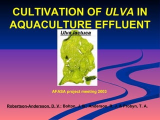 Robertson-Andersson, D. V .; Bolton, J. B.; Anderson, R. J. & Probyn, T. A. CULTIVATION OF  ULVA  IN AQUACULTURE EFFLUENT AFASA project meeting 2003 
