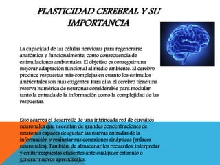 PLASTICIDAD CEREBRAL Y SU
IMPORTANCIA
La capacidad de las células nerviosas para regenerarse
anatómica y funcionalmente, como consecuencia de
estimulaciones ambientales. El objetivo es conseguir una
mejorar adaptación funcional al medio ambiente. El cerebro
produce respuestas más complejas en cuanto los estímulos
ambientales son más exigentes. Para ello, el cerebro tiene una
reserva numérica de neuronas considerable para modular
tanto la entrada de la información como la complejidad de las
respuestas.
Esto acarrea el desarrollo de una intrincada red de circuitos
neuronales que necesitan de grandes concentraciones de
neuronas capaces de ajustar las nuevas entradas de la
información y reajustar sus conexiones sinápticas (enlaces
neuronales). También, de almacenar los recuerdos, interpretar
y emitir respuestas eficientes ante cualquier estímulo o
generar nuevos aprendizajes.
 