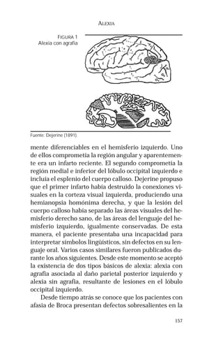 157 
ALEXIA 
FIGURA 1 
Alexia con agrafia 
Fuente: Dejerine (1891). 
mente diferenciables en el hemisferio izquierdo. Uno 
de ellos comprometía la región angular y aparentemen-te 
era un infarto reciente. El segundo comprometía la 
región medial e inferior del lóbulo occipital izquierdo e 
incluía el esplenio del cuerpo calloso. Dejerine propuso 
que el primer infarto había destruido la conexiones vi-suales 
en la corteza visual izquierda, produciendo una 
hemianopsia homónima derecha, y que la lesión del 
cuerpo calloso había separado las áreas visuales del he-misferio 
derecho sano, de las áreas del lenguaje del he-misferio 
izquierdo, igualmente conservadas. De esta 
manera, el paciente presentaba una incapacidad para 
interpretar símbolos lingüísticos, sin defectos en su len-guaje 
oral. Varios casos similares fueron publicados du-rante 
los años siguientes. Desde este momento se aceptó 
la existencia de dos tipos básicos de alexia: alexia con 
agrafia asociada al daño parietal posterior izquierdo y 
alexia sin agrafia, resultante de lesiones en el lóbulo 
occipital izquierdo. 
Desde tiempo atrás se conoce que los pacientes con 
afasia de Broca presentan defectos sobresalientes en la 
 