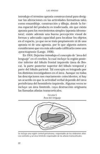 22 
LAS AFASIAS 
introdujo el término apraxia construccional para desig-nar 
las alteraciones en las actividades formativas tales 
como ensamblaje, construcción y dibujo, donde la for-ma 
espacial del producto es inadecuada, sin que exista 
apraxia para los movimientos simples (apraxia ideomo-tora); 
existe además una buena percepción visual de 
formas y adecuada capacidad para localizar los objetos 
en el espacio, ya que no se trata propiamente ni de una 
apraxia ni de una agnosia, por lo que algunos autores 
consideraron que era más adecuado calificarla como una 
apractoagnosia (Lange, 1936). 
En 1914, Dejerine introdujo el concepto de “área del 
lenguaje” en el cerebro, la cual incluye la región poste-rior 
inferior del lóbulo frontal izquierdo (área de Bro-ca), 
la parte posterior superior del lóbulo temporal y 
parte del lóbulo parietal. Tal concepto es integrado por 
los distintos investigadores en el área. Aunque no todas 
las descripciones son exactamente coincidentes, si hay 
un acuerdo en que la actividad verbal depende del área 
perisilviana del hemisferio izquierdo. Algunas veces se 
incluye un área limítrofe, cuya destrucción originaría 
las llamadas afasias transcorticales. 
FIGURA 5 
Área del lenguaje 
Se incluye una región central perisilviana, responsable de los síndromes afási-cos 
centrales y un área limítrofe responsable de las afasias transcorticales. 
 