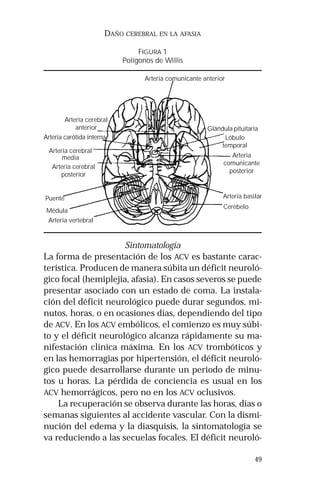 Glándula pituitaria 
comunicante 
posterior 
Arteria basilar 
Cerebelo 
49 
DAÑO CEREBRAL EN LA AFASIA 
FIGURA 1 
Polígonos de Willis 
Arteria comunicante anterior 
Sintomatología 
Lóbulo 
temporal 
Arteria 
Arteria cerebral 
anterior 
Arteria carótida interna 
Arteria cerebral 
media 
Arteria cerebral 
posterior 
Puente 
Médula 
Arteria vertebral 
La forma de presentación de los ACV es bastante carac-terística. 
Producen de manera súbita un déficit neuroló-gico 
focal (hemiplejia, afasia). En casos severos se puede 
presentar asociado con un estado de coma. La instala-ción 
del déficit neurológico puede durar segundos, mi-nutos, 
horas, o en ocasiones días, dependiendo del tipo 
de ACV. En los ACV embólicos, el comienzo es muy súbi-to 
y el déficit neurológico alcanza rápidamente su ma-nifestación 
clínica máxima. En los ACV trombóticos y 
en las hemorragias por hipertensión, el déficit neuroló-gico 
puede desarrollarse durante un periodo de minu-tos 
u horas. La pérdida de conciencia es usual en los 
ACV hemorrágicos, pero no en los ACV oclusivos. 
La recuperación se observa durante las horas, días o 
semanas siguientes al accidente vascular. Con la dismi-nución 
del edema y la diasquisis, la sintomatología se 
va reduciendo a las secuelas focales. El déficit neuroló- 
 