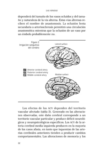 Irrigación sanguínea 
52 
LAS AFASIAS 
dependerá del tamaño de los vasos ocluidos y del tama-ño 
y naturaleza de la vía alterna. Estas vías alternas re-ciben 
el nombre de anastomosis. La oclusión lenta 
secundaria a arteriosclerosis permitirá una circulación 
anastomótica mientras que la oclusión de un vaso por 
un émbolo probablemente no. 
Lateral surface 
Median surface 
Figura 2 
del cerebro 
Anterior cerebral artery 
Posterior cerebral artery 
Middle cerebral artery 
Los efectos de los ACV dependen del territorio 
vascular afectado (tabla 2). Generado en las alteracio-nes 
observadas, este daño cerebral corresponde a un 
territorio vascular particular y produce déficit neuroló-gicos 
y neuropsicológicos específicos. Los ACV de la ar-teria 
cerebral media izquierda producen en la mayoría 
de los casos afasia, en tanto que isquemias de las arte-rias 
cerebrales anteriores tienden a producir cambios 
comportamentales. Las alteraciones de memoria y los 
 