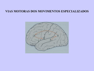 VIAS MOTORAS DOS MOVIMENTOS ESPECIALIZADOS 