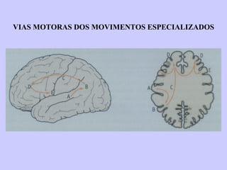 VIAS MOTORAS DOS MOVIMENTOS ESPECIALIZADOS 