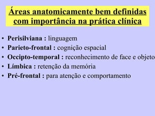 Áreas anatomicamente bem definidas com importância na prática clínica Perisilviana :  linguagem Parieto-frontal :  cognição espacial Occipto-temporal :  reconhecimento de face e objeto Límbica :  retenção da memória  Pré-frontal :  para atenção e comportamento 