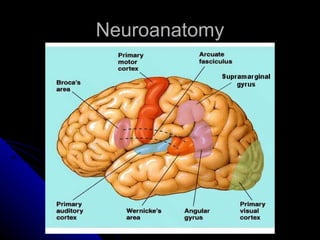 Neuroanatomy 