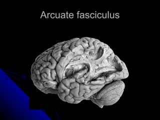 Arcuate fasciculus 