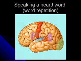 Speaking a heard word  (word repetition) 