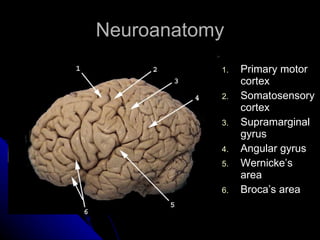 Neuroanatomy Primary motor cortex Somatosensory cortex Supramarginal gyrus Angular gyrus Wernicke’s area Broca’s area 