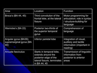 Area Location Function Broca’s (BA 44, 45) Third convolution of the frontal lobe, at the lateral fissure Motor programming for articulation; role in syntax / structure-building for language Wernicke’s (BA 22) Posterior two-thirds of the superior temporal gyrus Comprehension of language Angular gyrus (BA39); supramarginal gyrus (BA 40) Inferior parietal lobe Integration of visual, auditory and tactile information (important in reading) Arcuate fasciculus Starts in temporal lobe, extends around the posterior edge of the lateral fissure, terminates in BA 44, 45 Transmission of linguistic information from posterior to anterior areas 