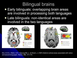 Bilingual brains Early bilinguals: overlapping brain areas are involved in processing both languages Late bilinguals: non-identical areas are involved in the two languages Kim, K.H.S., Relkin, N.R., Kyoung-Min, L. & Hirsch, J. (1997) Distinct cortical areas associated with native and second languages. Nature, 388, 171-174. 