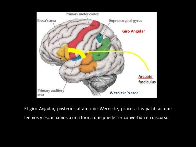 giro angular y supramarginal
