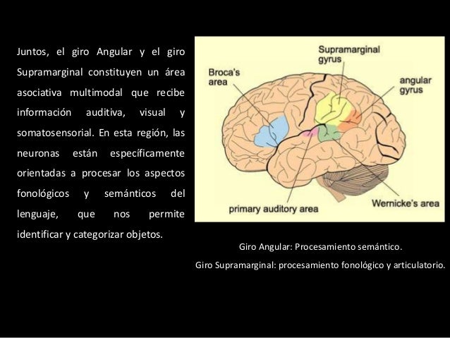 giro angular y supramarginal