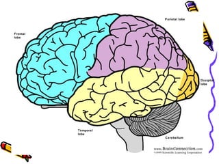 Frontal
lobe
Temporal
lobe
Parietal lobe
Occipital
lobe
Cerebellum
 