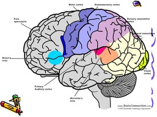 Broca’s
area
Pars
opercularis
Motor cortex Somatosensory cortex
Sensory associative
cortex
Primary
Auditory cortex
Wernicke’s
area
Visual associative
cortex
Visual
cortex
 