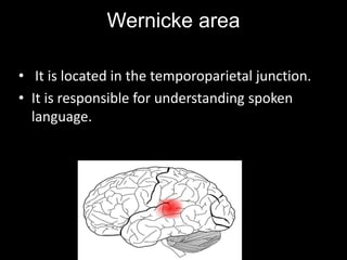 Wernicke area
• It is located in the temporoparietal junction.
• It is responsible for understanding spoken
language.
 
