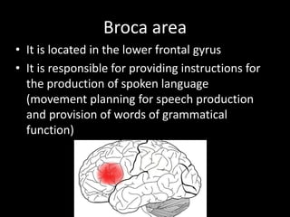 Broca area
• It is located in the lower frontal gyrus
• It is responsible for providing instructions for
the production of spoken language
(movement planning for speech production
and provision of words of grammatical
function)
 