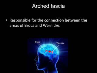 Arched fascia
• Responsible for the connection between the
areas of Broca and Wernicke.
 