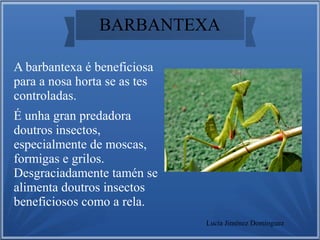 BARBANTEXA
A barbantexa é beneficiosa
para a nosa horta se as tes
controladas.
É unha gran predadora
doutros insectos,
especialmente de moscas,
formigas e grilos.
Desgraciadamente tamén se
alimenta doutros insectos
beneficiosos como a rela.
Lucía Jiménez Domínguez
 