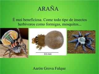 ARAÑA
É moi beneficiosa. Come todo tipo de insectos
herbívoros como formigas, mosquitos...
Aarón Grova Falque
 