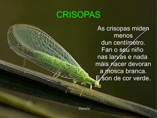 CRISOPAS
As crisopas miden
menos
dun centímetro.
Fan o seu niño
nas larvas e nada
máis nacer devoran
a mosca branca.
E son de cor verde.
Daniela
 