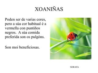 XOANIÑAS
Poden ser de varias cores,
pero a súa cor habitual é a
vermella con puntiños
negros. A súa comida
preferida son os pulgóns.
Son moi beneficiosas.
SORAYA
 