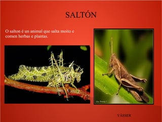 SALTÓN
O salton é un animal que salta moito e
comen herbas e plantas.
YÂSSER
 