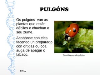 PULGÓNS
Os pulgóns van as
plantas que están
débiles e chuchan o
seu zume.
Acabánse con eles
facendo un preparado
con ortigas ou coa
auga de apagar o
tabaco. Xoaniña comendo pulgóns
UXÍA
 