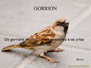 GORRIÓN
Os gorrións adultos comen sementes e as crías
insectos.
BRAIS
 