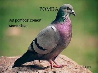 POMBA
As pombas comen
sementes.
BRAIS
 