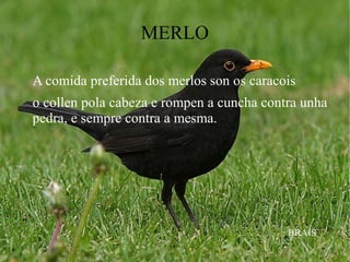 MERLO
A comida preferida dos merlos son os caracois
o collen pola cabeza e rompen a cuncha contra unha
pedra, e sempre contra a mesma.
BRAIS
 