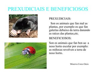 PREXUDICIAIS E BENEFICIOSOS
PREXUDICIAIS:
Son os animais que fan mal as
plantas, por exemplo os que fan
galerías debaixo da terra danando
as raíces das plantas,etc.
BENEFICIOSOS:
Son os animais que fan ben ao a
noso horto escolar por exemplo:
as miñocas revolven a terra de
noso horto.
Minerva Cores Otero
 