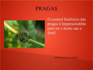 PRAGAS
O control biolóxico das
pragas é imprescindible
para ter o horto san e
fértil.
ANTÓN DAVILA TORRES
 