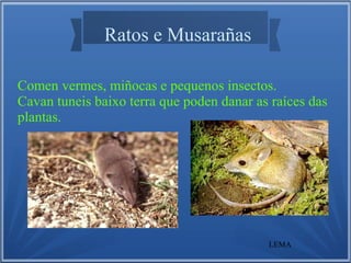 Ratos e Musarañas
Comen vermes, miñocas e pequenos insectos.
Cavan tuneis baixo terra que poden danar as raíces das
plantas.
LEMA
 