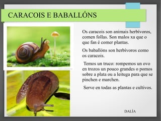 CARACOIS E BABALLÓNS
Os caracois son animais herbívoros,
comen follas. Son malos xa que o
que fan é comer plantas.
Os baballóns son herbívoros como
os caracois.
Temos un truco: rompemos un ovo
en trozos un pouco grandes o pomos
sobre a plata ou a leituga para que se
pinchen e marchen.
Serve en todas as plantas e cultivos.
DALÍA
 