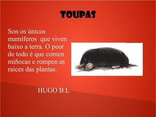 TOUPAS
Son os únicos
mamíferos que viven
baixo a terra. O peor
de todo é que comen
miñocas e rompen as
raíces das plantas.
HUGO B.L
 